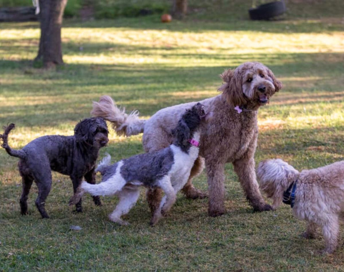 ethically bred labradoodles