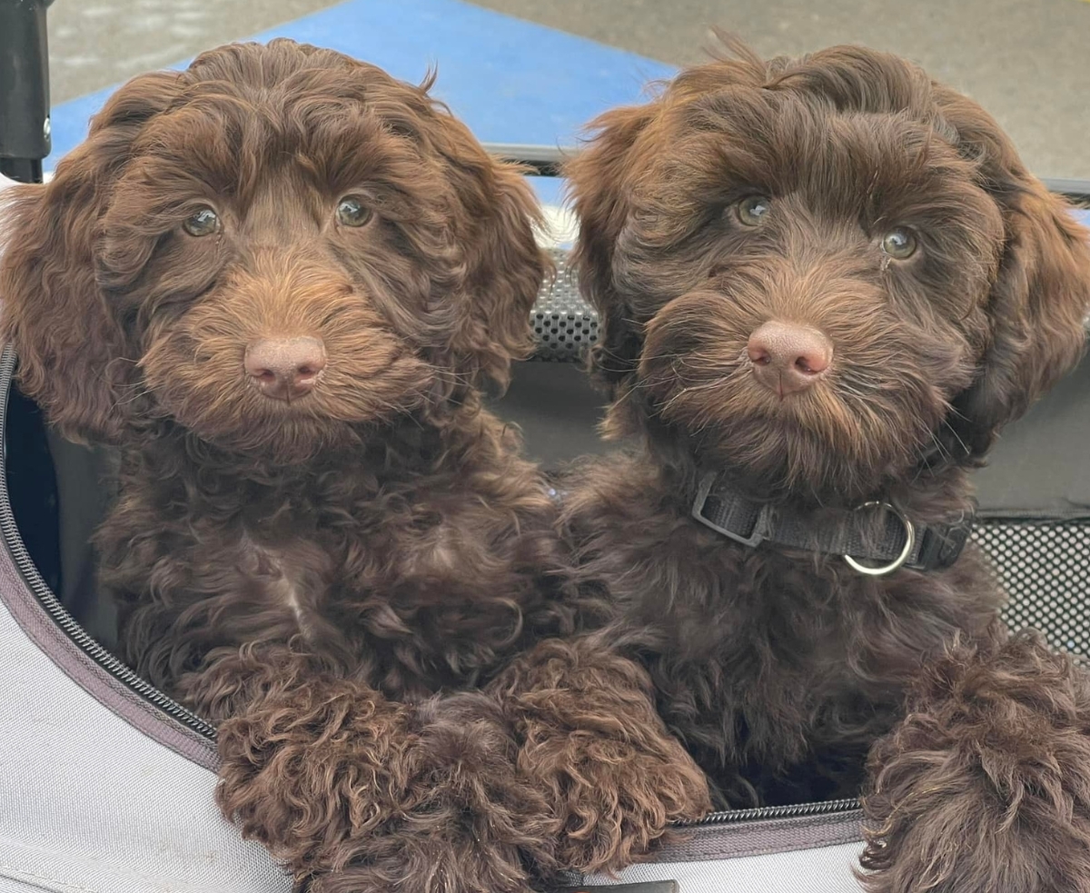 wooly coated labradoodle