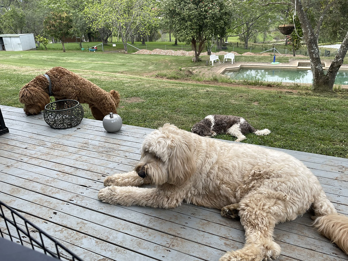 farm stay for labradoodles