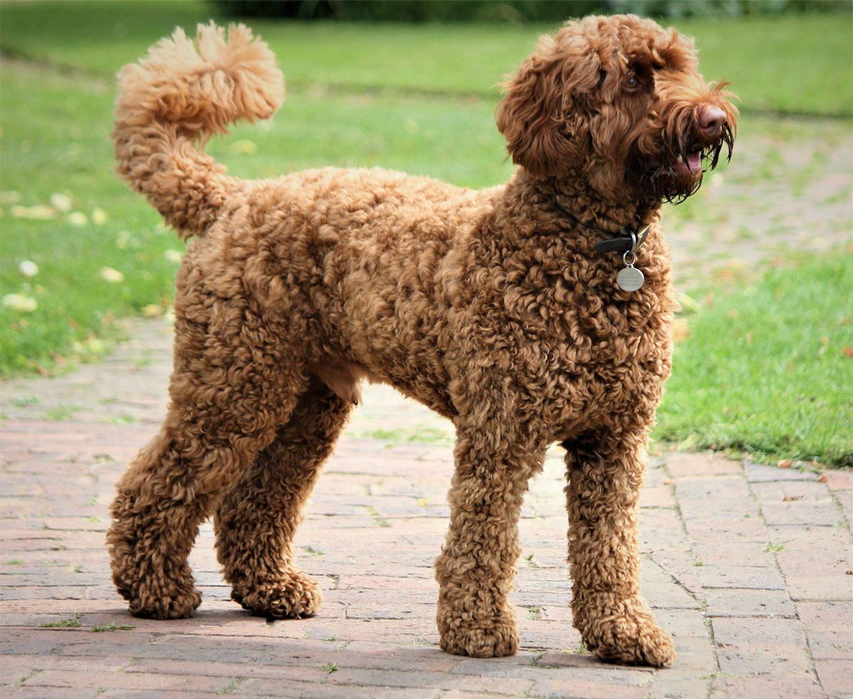 wooly coated labradoodle